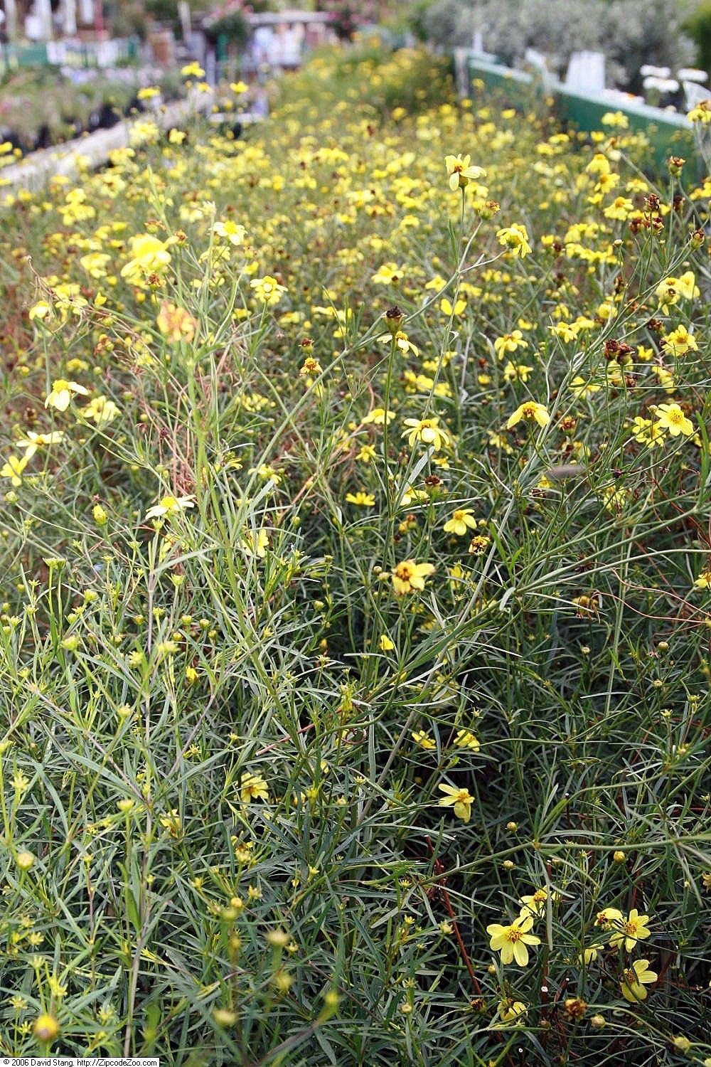 Coreopsis 'Moonbeam', Moonbeam tickseed — mounding deciduous (Asteraceae) (image 6 of 10)