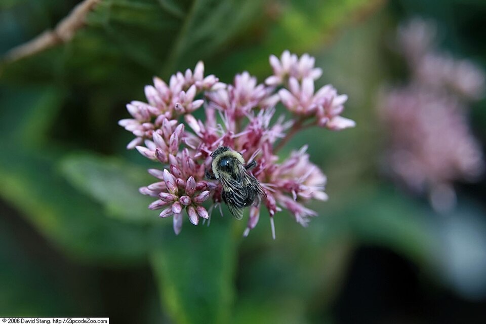 Eutrochium dubium (coastal plain Joe-Pye weed) (alternate view 2)