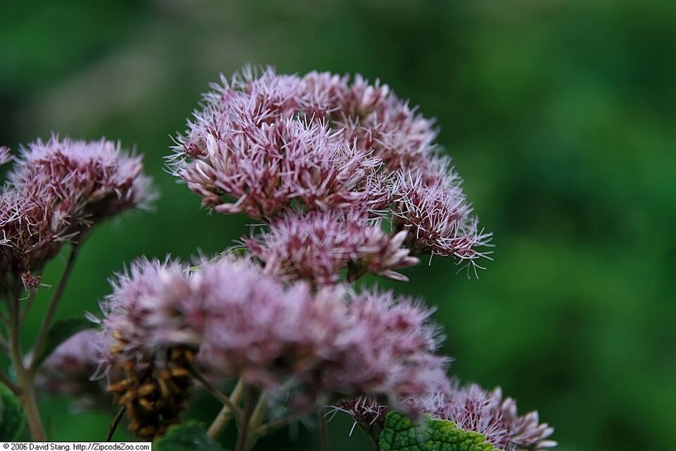 Eutrochium dubium (coastal plain Joe-Pye weed) (alternate view 3)