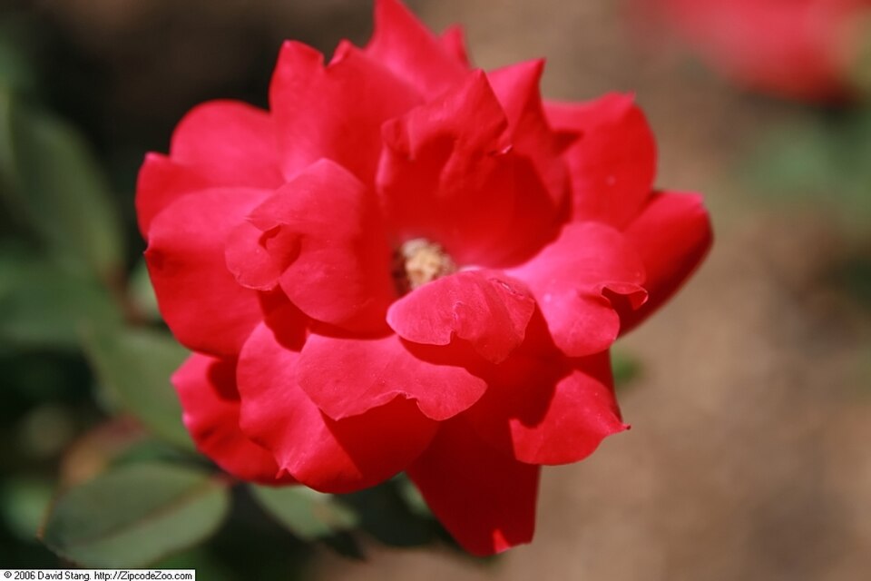 Rosa 'Double Knock Out' (Double Knock Out Rose) (alternate view 2)