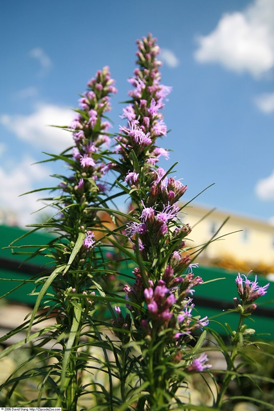 Liatris spicata 'Kobold' (Kobold Liatris) (alternate view 4)