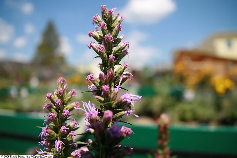 Liatris spicata 'Kobold' (Kobold Liatris) (alternate view 5)