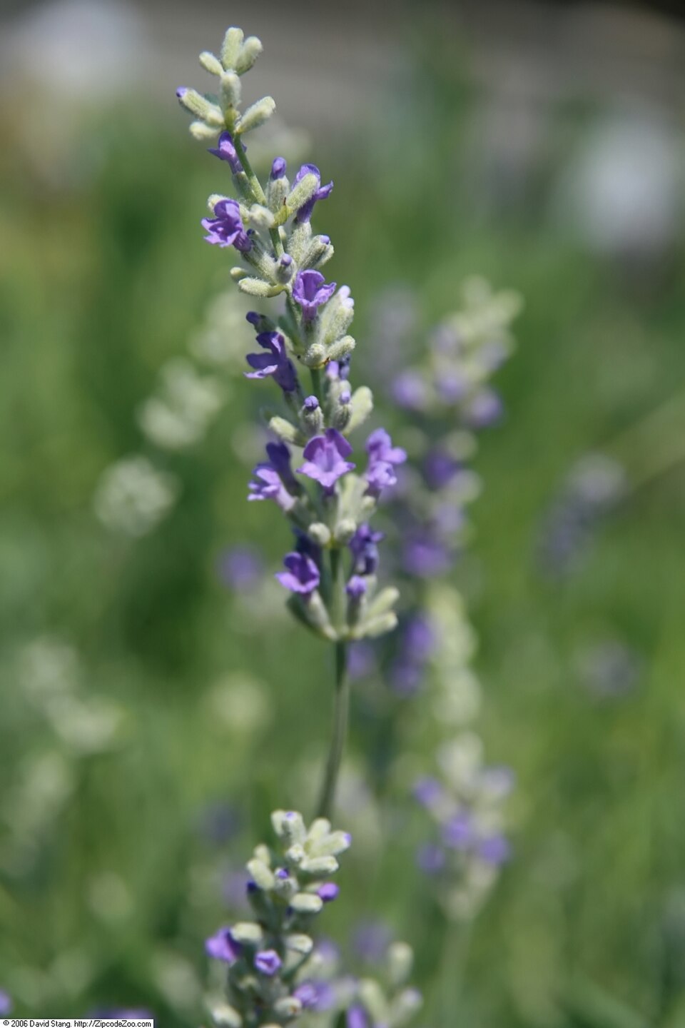 Lavandula angustifolia 'Munstead' (Munstead Lavender) (alternate view 4)