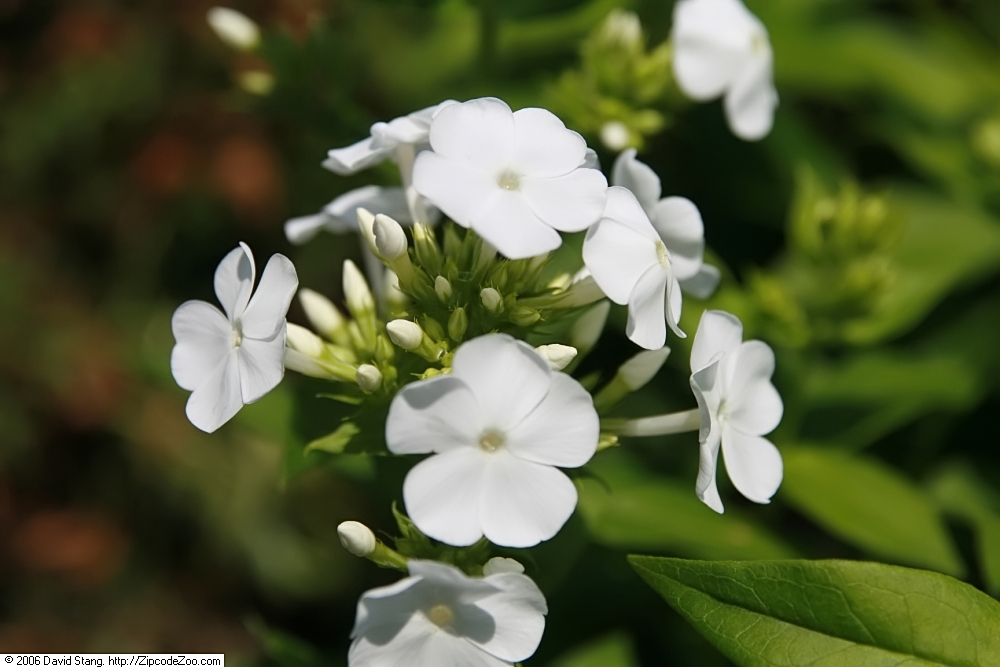Phlox paniculata 'David', David garden phlox — upright deciduous (Polemoniaceae) (image 1 of 10)