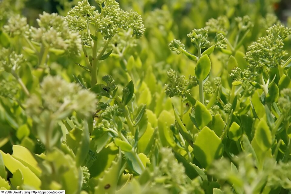 Sedum spectabile 'Autumn Joy' (Autumn Joy Stonecrop)