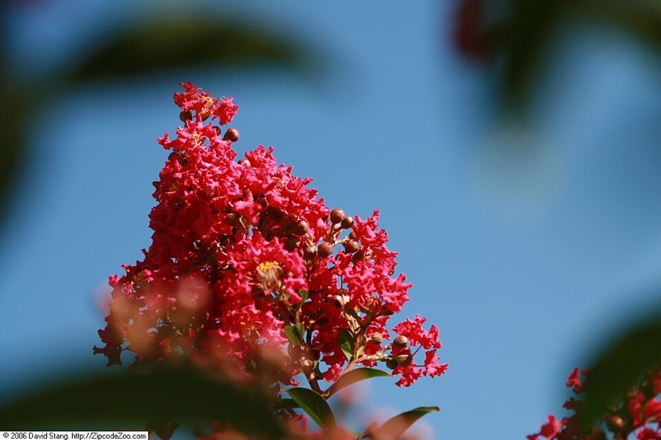 Lagerstroemia indica 'Tonto' (Tonto Crape Myrtle Tree)