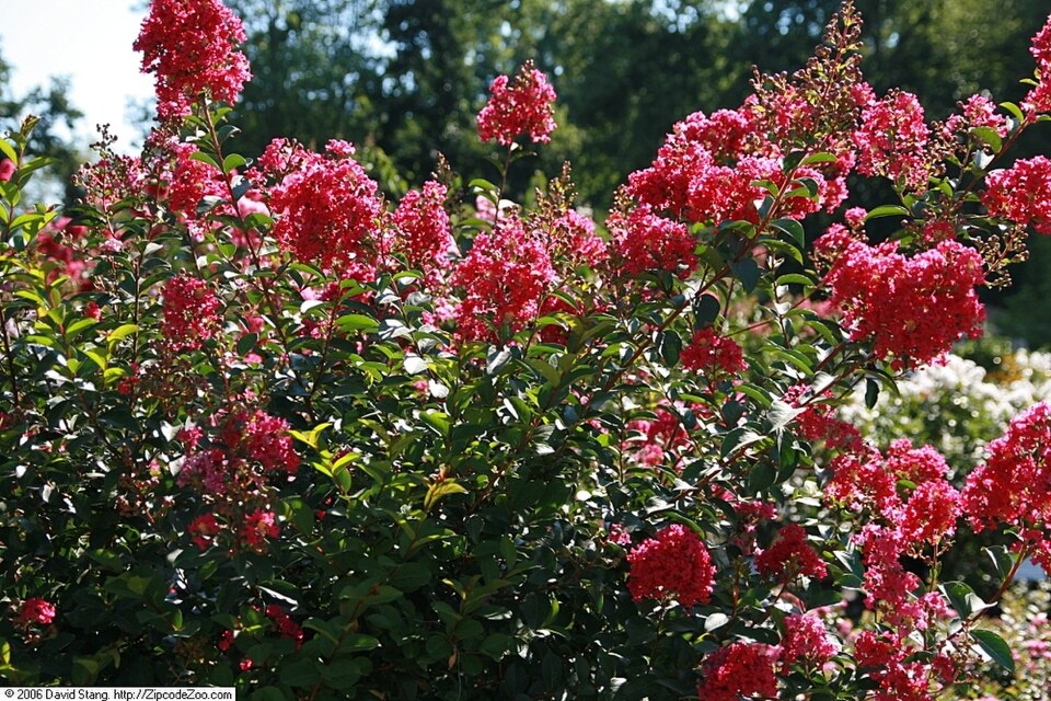 Lagerstroemia indica 'Tonto' (Tonto Crape Myrtle Tree) (alternate view 2)