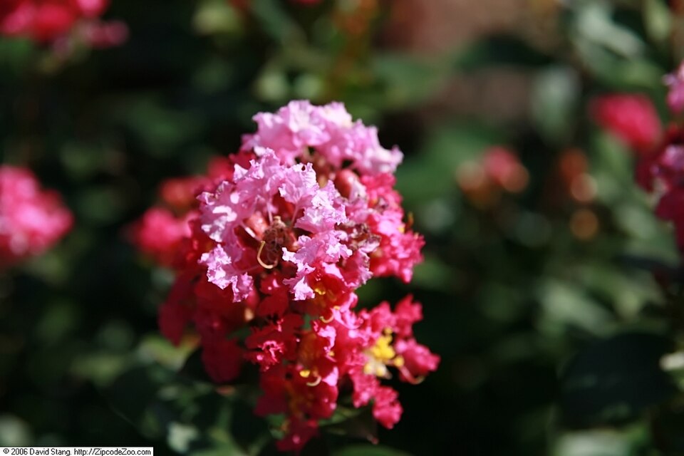Lagerstroemia indica 'Pocomoke' (Pocomoke Crape Myrtle) (alternate view 2)