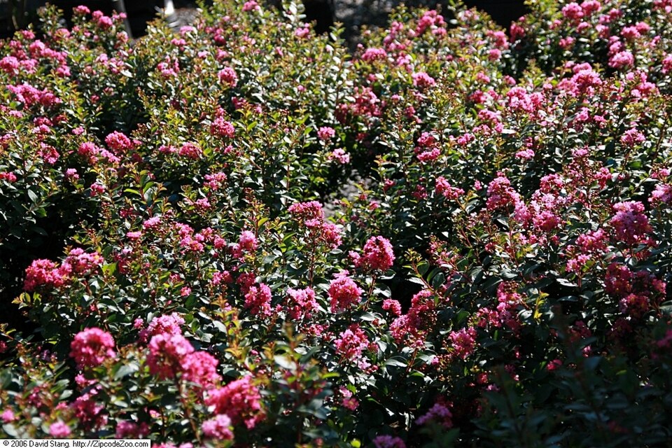 Lagerstroemia indica 'Pocomoke' (Pocomoke Crape Myrtle) (alternate view 3)
