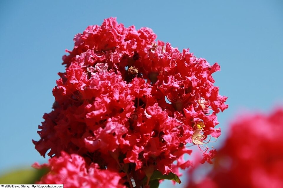 Lagerstroemia indica 'Tonto' (Tonto Crape Myrtle Tree) (alternate view 3)