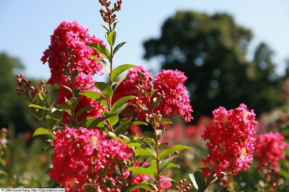 Lagerstroemia indica 'Tonto' (Tonto Crape Myrtle Tree) (alternate view 4)