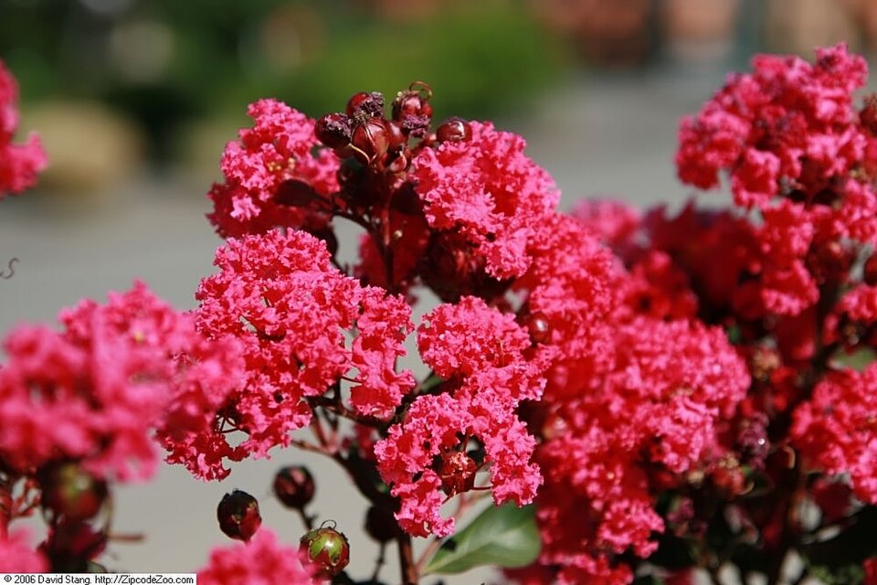 Lagerstroemia indica 'Pink Velour' (Pink Velour Crape Myrtle) (alternate view 3)