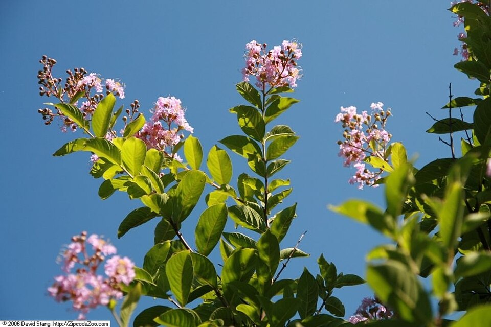 Lagerstroemia indica 'Muskogee' (Muskogee Crape Myrtle Tree) (alternate view 5)