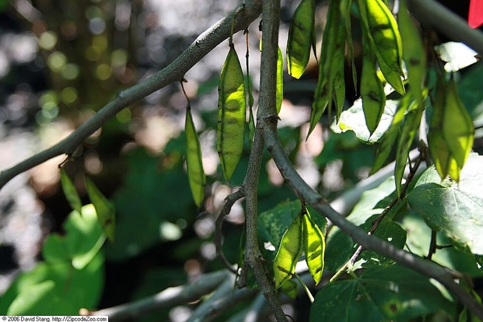 Cercis canadensis 'Covey' (Lavender Twist Weeping Redbud Tree)