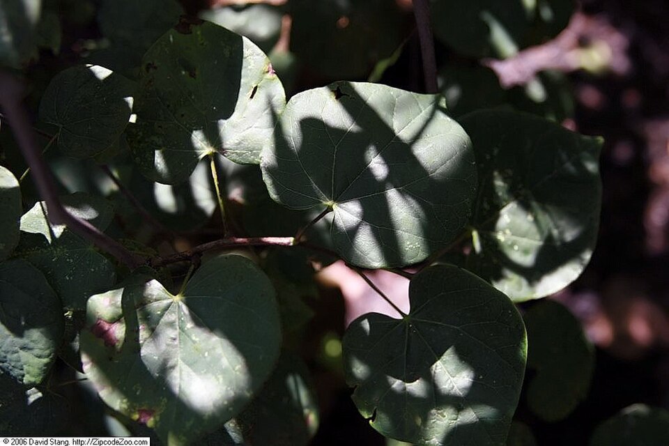 Cercis canadensis 'Covey' (Lavender Twist Weeping Redbud Tree) (alternate view 3)