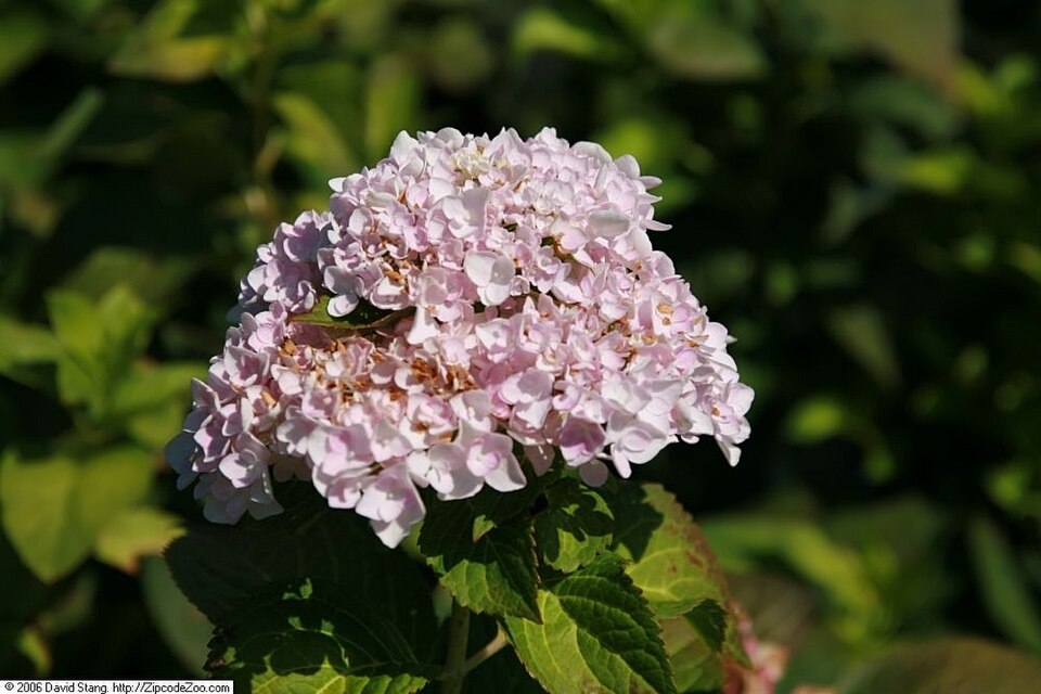Hydrangea macrophylla 'Blushing Bride' (Blushing Bride Hydrangea) (alternate view 3)