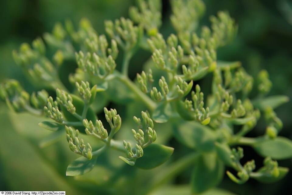 Sedum × 'Autumn Fire' (Autumn Fire Stonecrop) (alternate view 3)