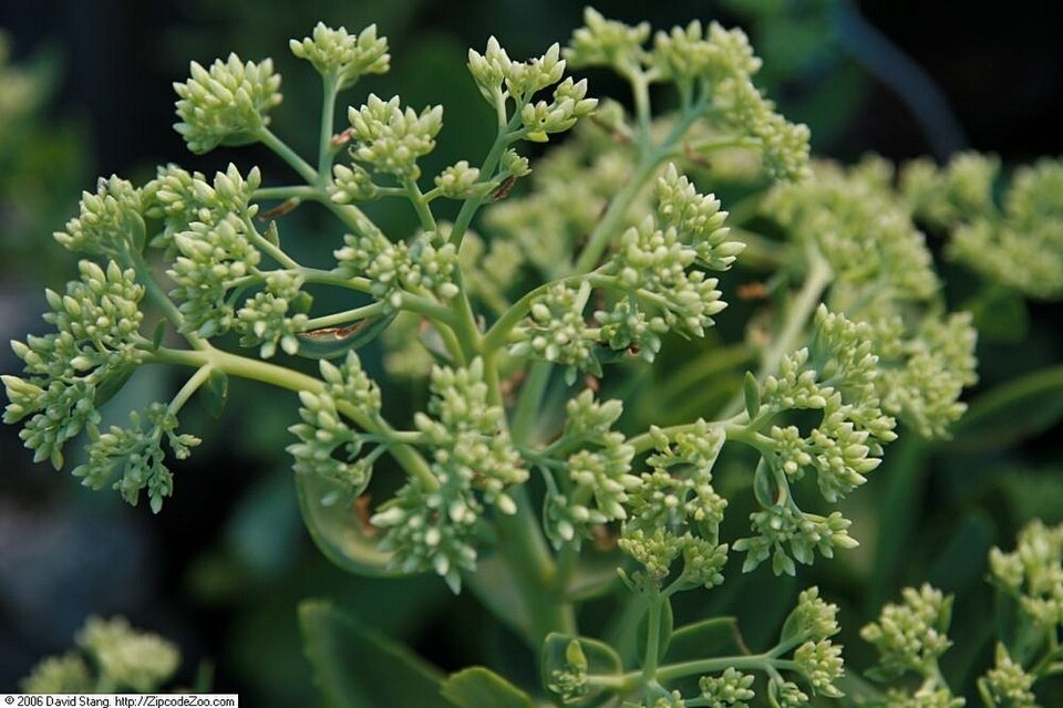 Sedum spectabile 'Autumn Joy' (Autumn Joy Stonecrop) (alternate view 2)