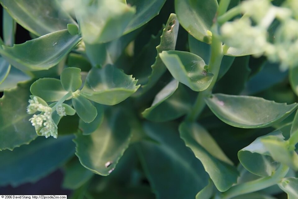 Sedum spectabile 'Autumn Joy' (Autumn Joy Stonecrop) (alternate view 3)