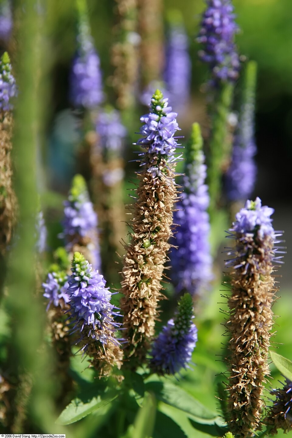 Veronica spicata 'Royal Candles' (Royal Candles Speedwell) (alternate view 2)