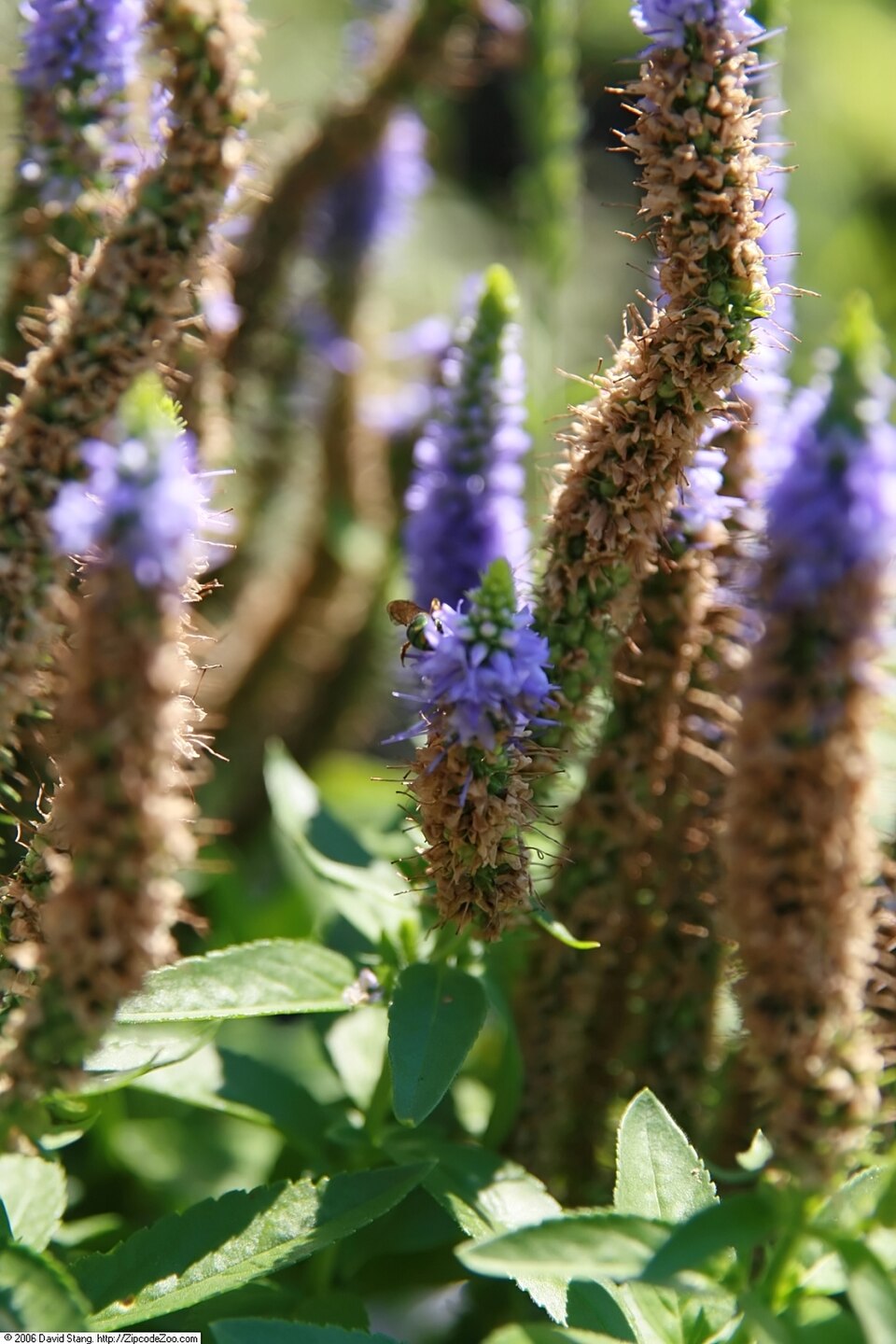 Veronica spicata 'Royal Candles' (Royal Candles Speedwell) (alternate view 3)