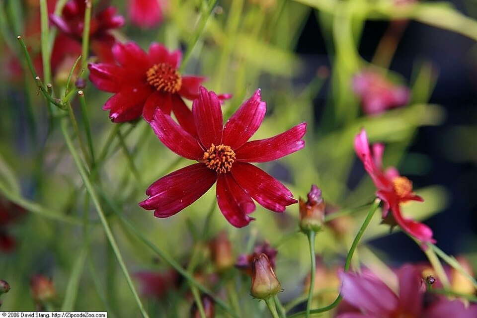 Coreopsis 'Limerock Ruby' (Limerock Ruby Coreopsis)