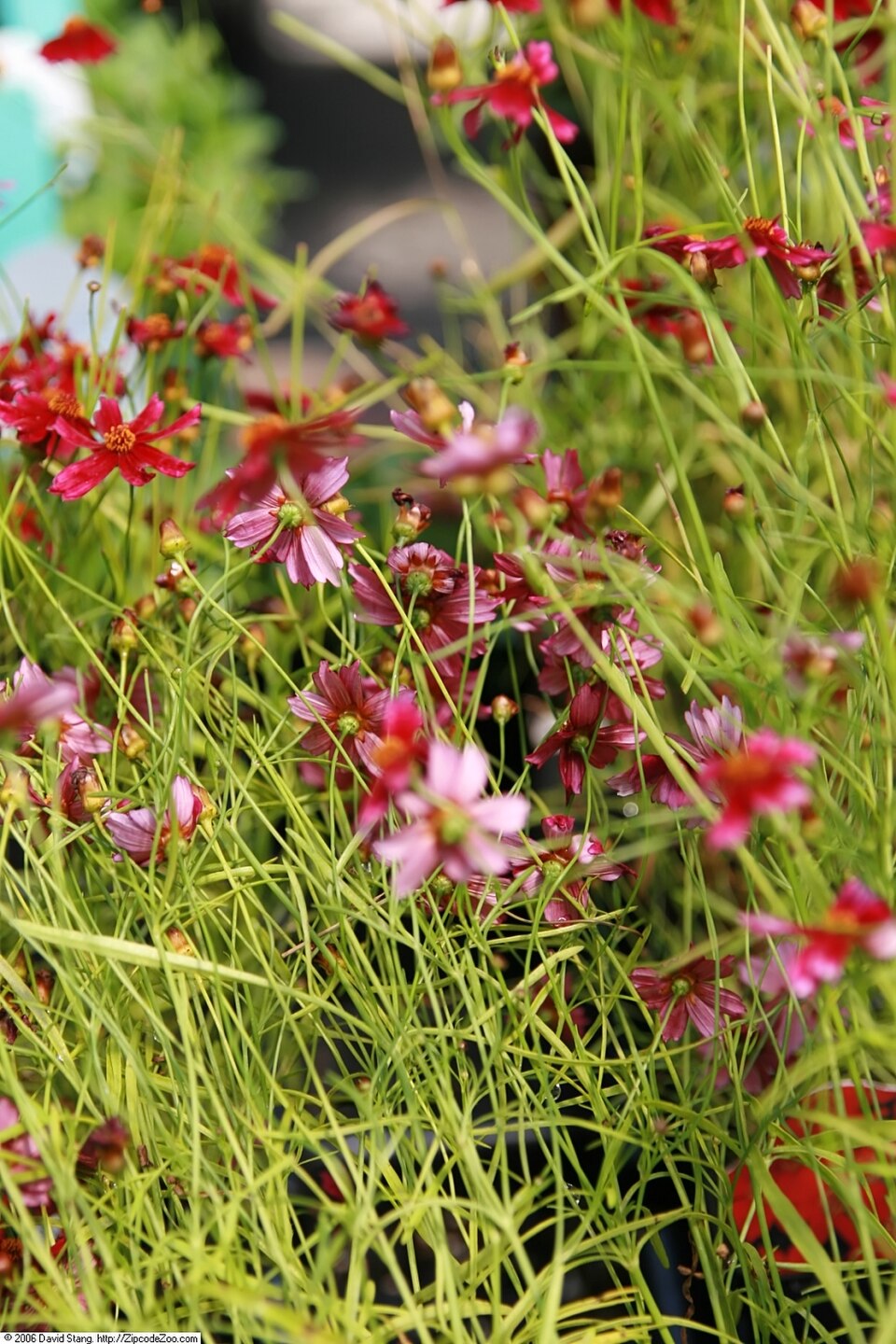 Coreopsis 'Limerock Ruby' (Limerock Ruby Coreopsis) (alternate view 2)