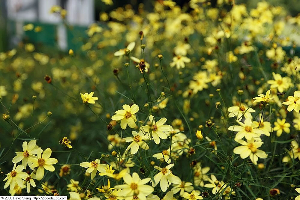 Coreopsis 'Moonbeam', Moonbeam tickseed — mounding deciduous (Asteraceae) (image 7 of 10)
