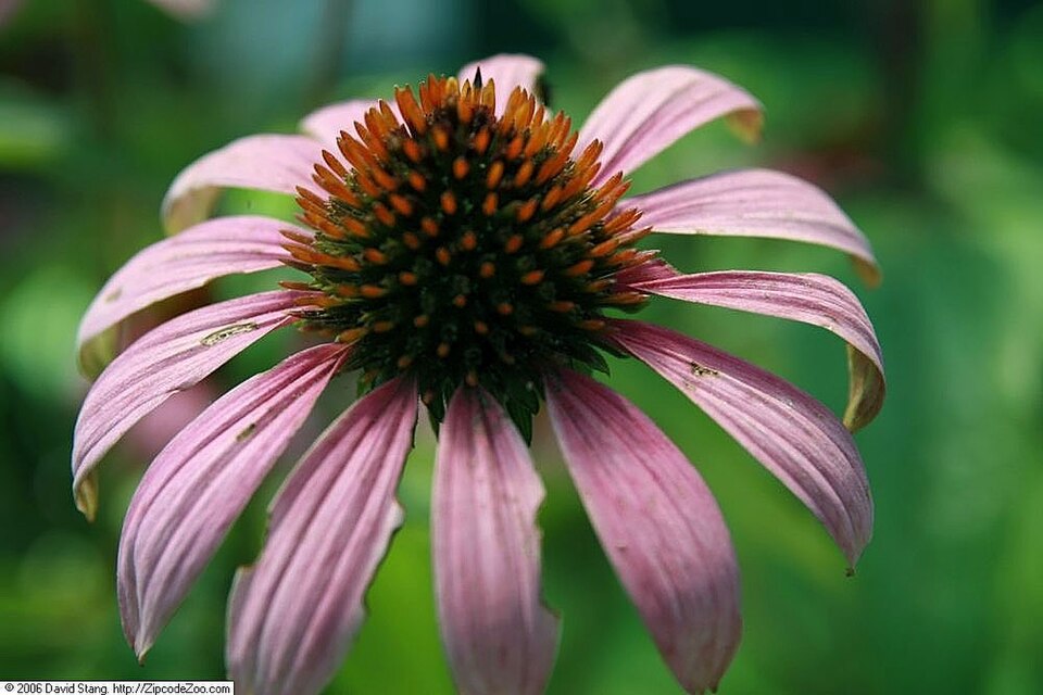 Echinacea purpurea 'Ruby Star' (Ruby Star Coneflower)