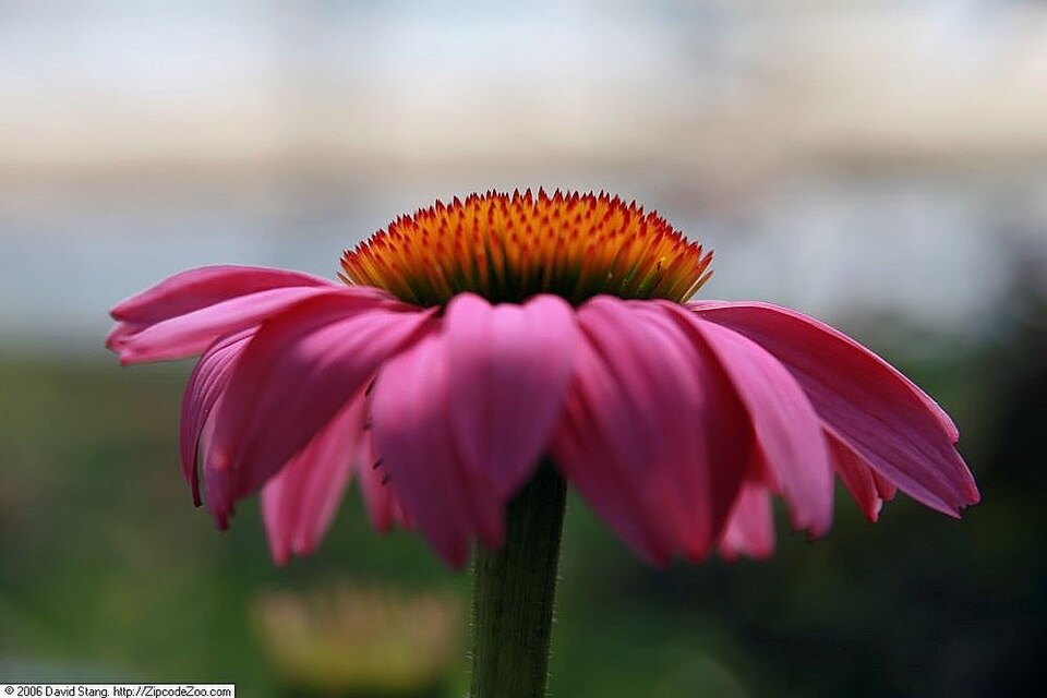 Echinacea purpurea 'Magnus' (Magnus Purple Coneflower) (alternate view 2)