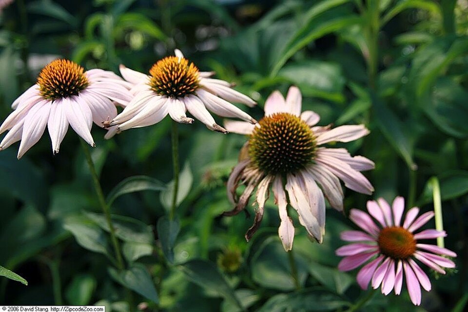 Echinacea purpurea 'Magnus' (Magnus Purple Coneflower) (alternate view 3)