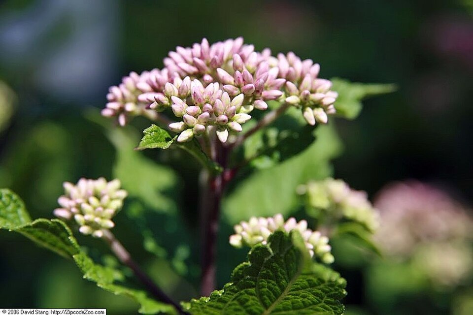 Eutrochium dubium (coastal plain Joe-Pye weed) (alternate view 4)