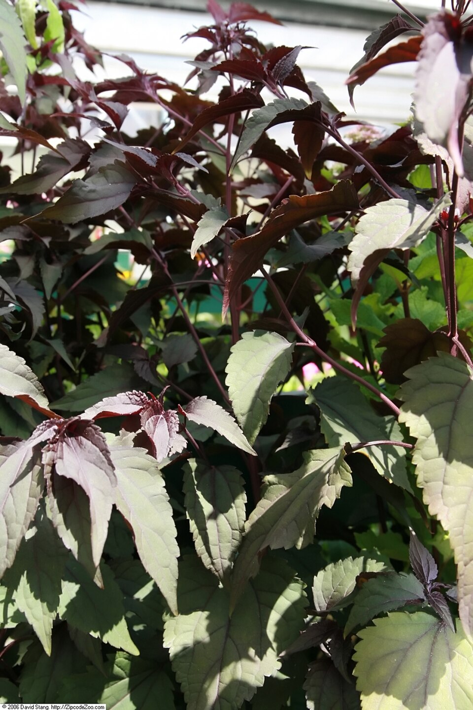 Ageratina altissima 'Chocolate' (Chocolate White Snakeroot)