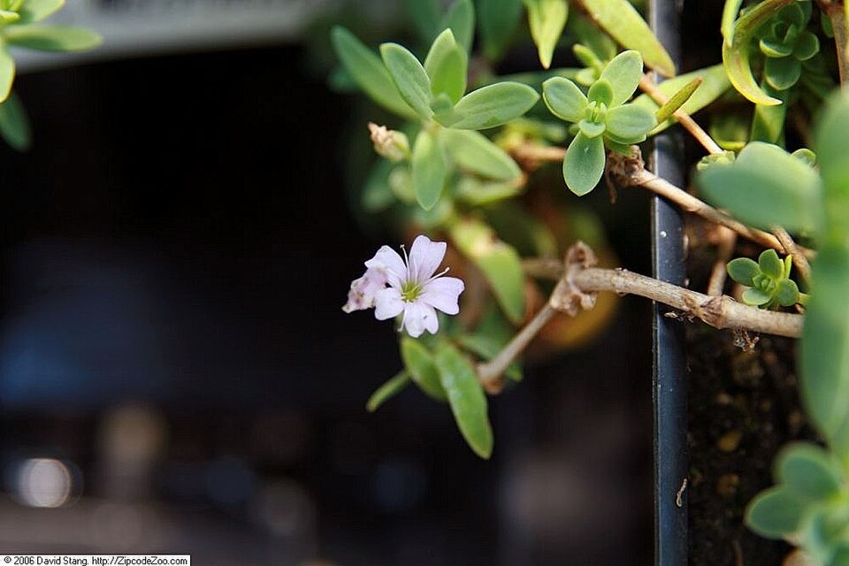 Gypsophila repens 'Rosea' (alternate view 2)