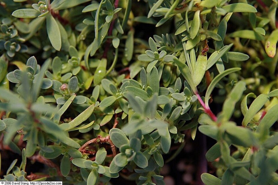 Gypsophila repens 'Rosea' (alternate view 3)
