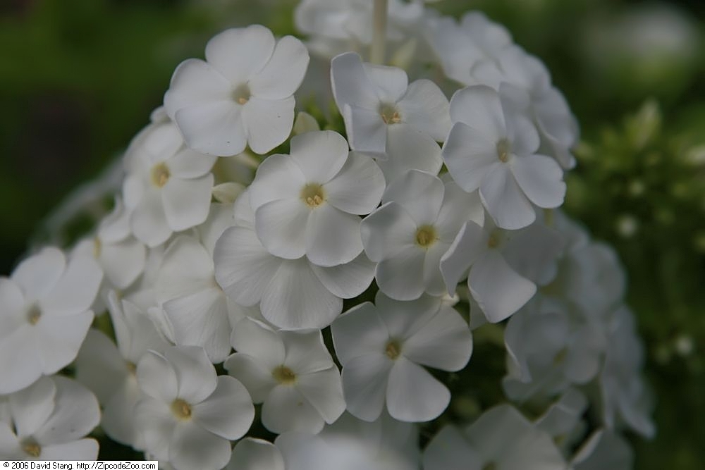 Phlox paniculata 'David', David garden phlox — upright deciduous (Polemoniaceae) (image 2 of 10)