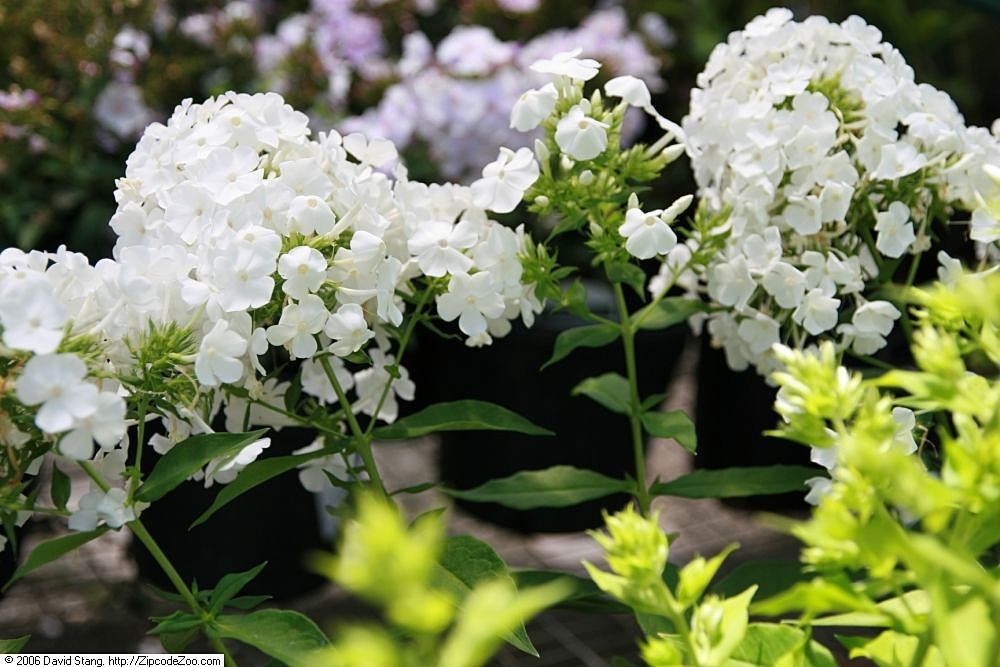 Phlox paniculata 'David', David garden phlox — upright deciduous (Polemoniaceae) (image 3 of 10)