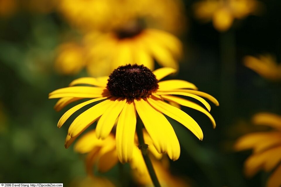 Rudbeckia fulgida var. speciosa 'Viette's Little Suzy' (Little Suzy Black-Eyed Susan)