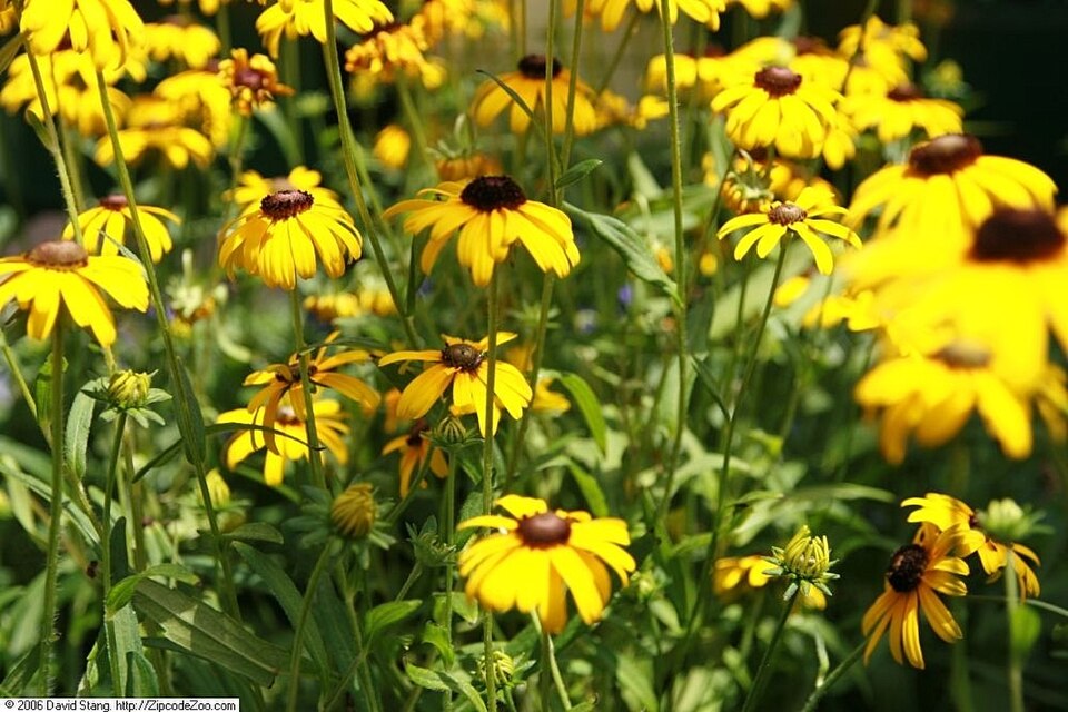 Rudbeckia fulgida var. speciosa 'Viette's Little Suzy' (Little Suzy Black-Eyed Susan) (alternate view 2)