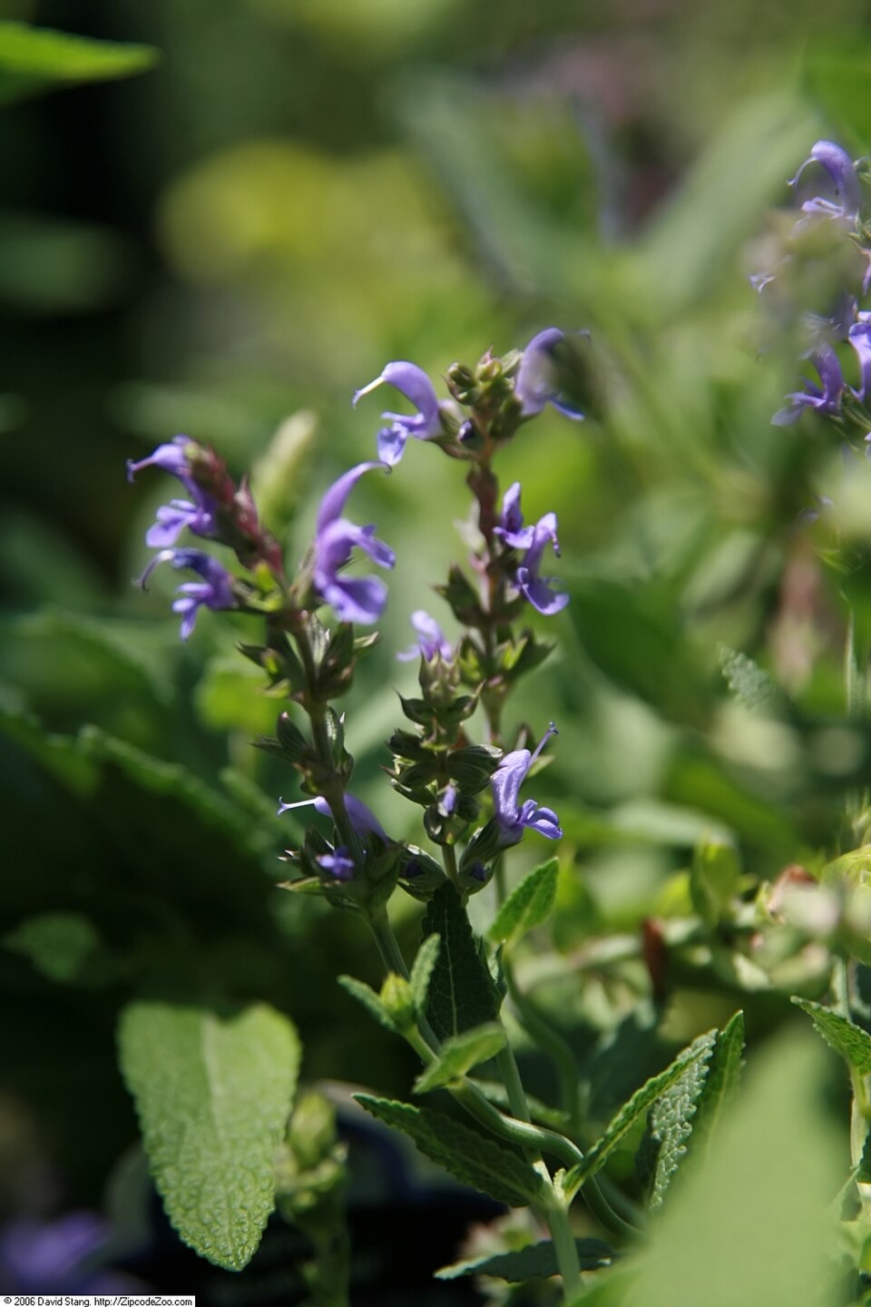Salvia nemorosa 'Blue Hill' (Blue Hill Meadow Sage) (alternate view 3)