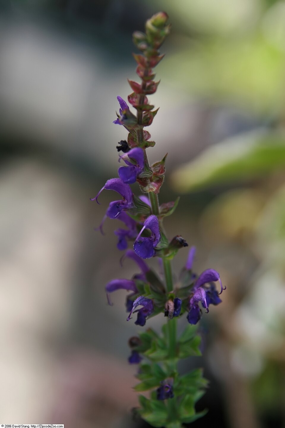 Salvia nemorosa 'May Night' (May Night woodland sage) (alternate view 3)