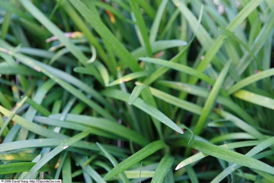 Liriope muscari 'Big Blue' (Big Blue Lilyturf) (alternate view 2)