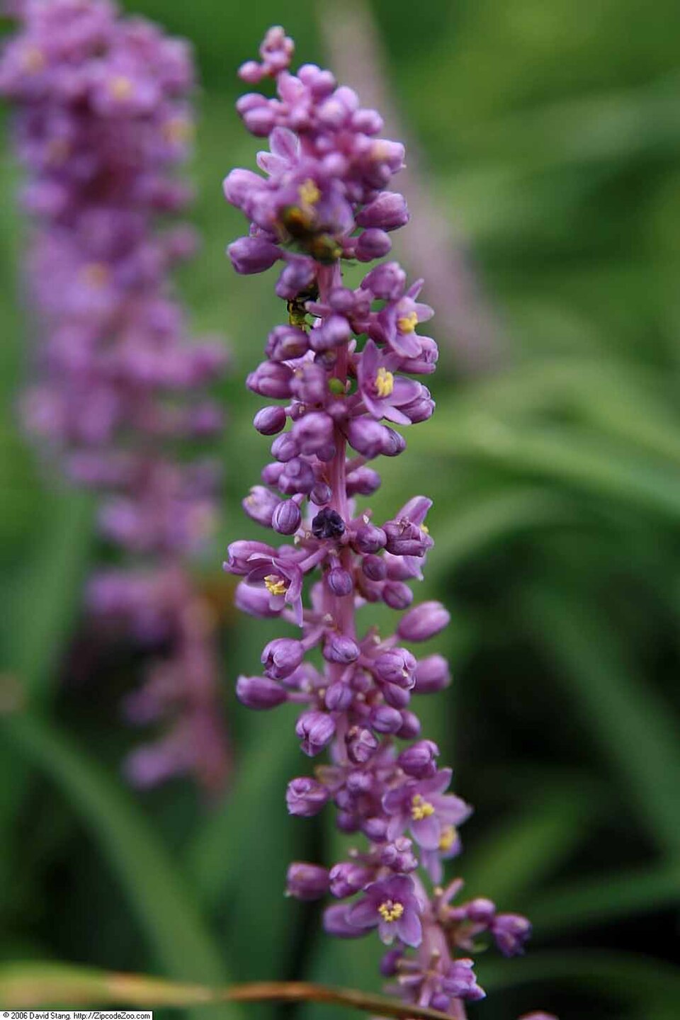 Liriope muscari 'Royal Purple' (Royal Purple Lilyturf)