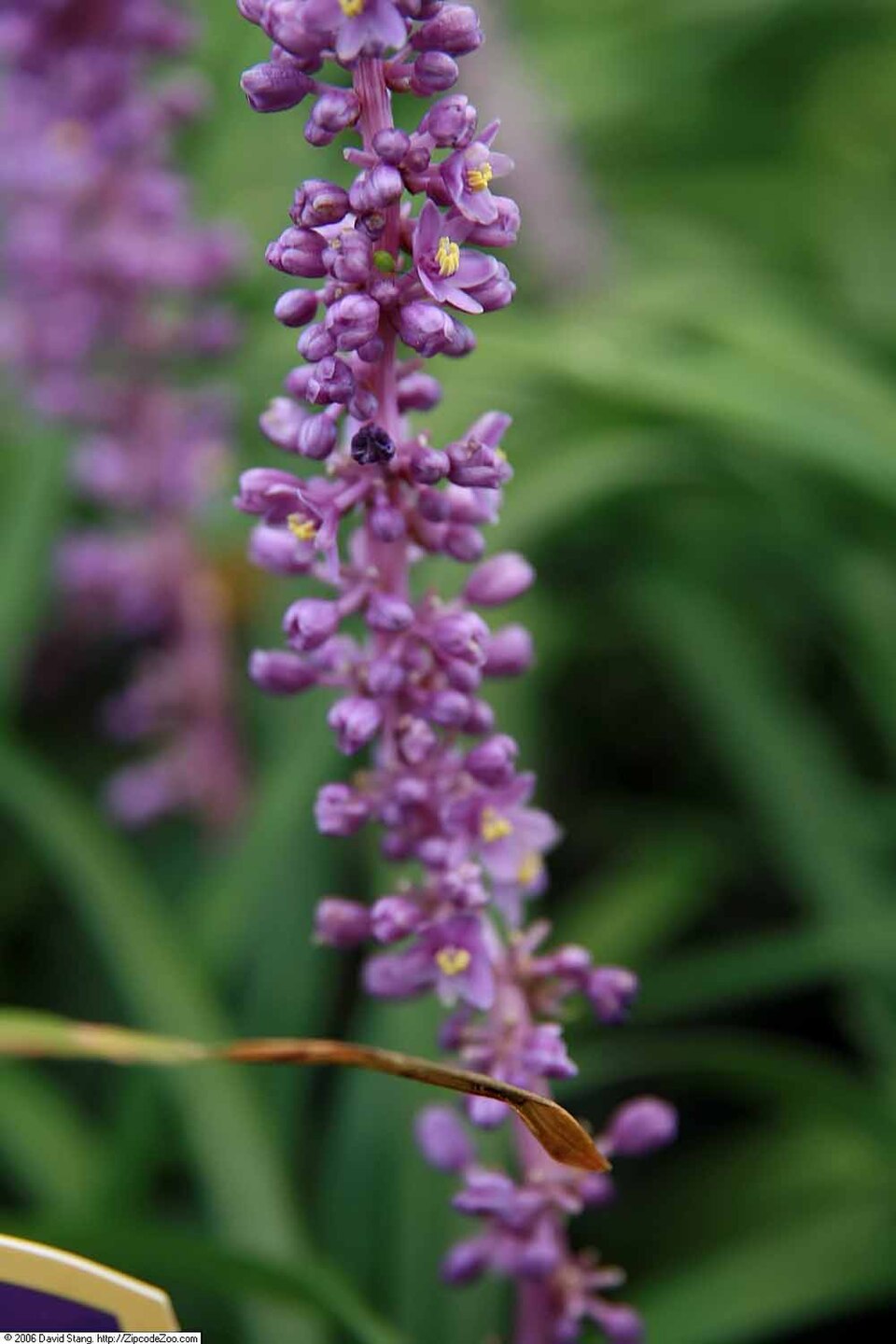 Liriope muscari 'Royal Purple' (Royal Purple Lilyturf) (alternate view 2)