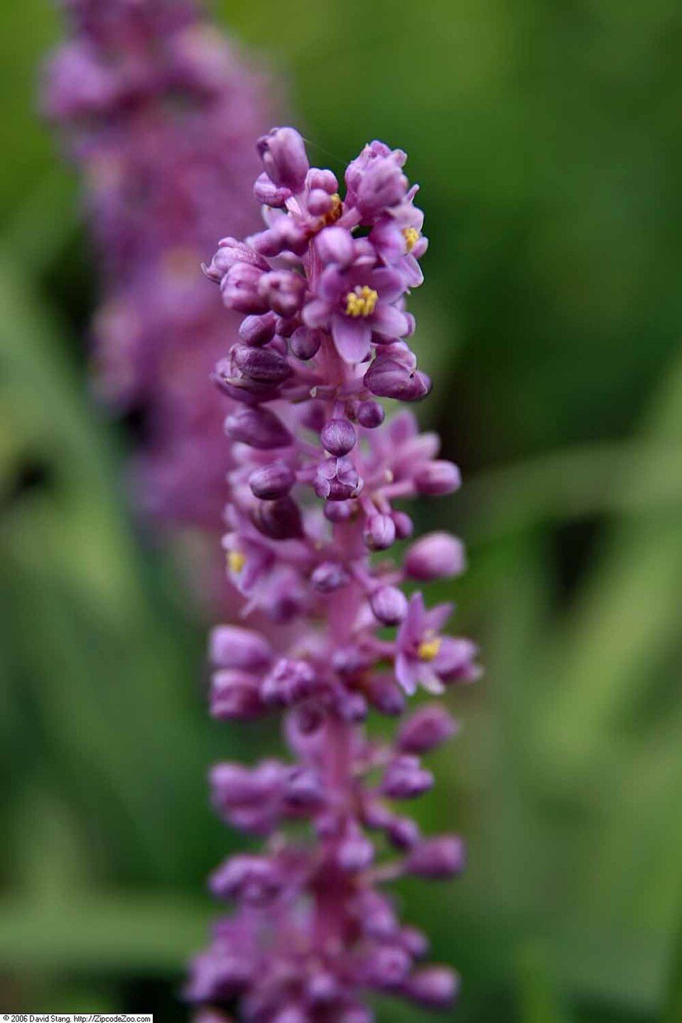 Liriope muscari 'Royal Purple' (Royal Purple Lilyturf) (alternate view 3)