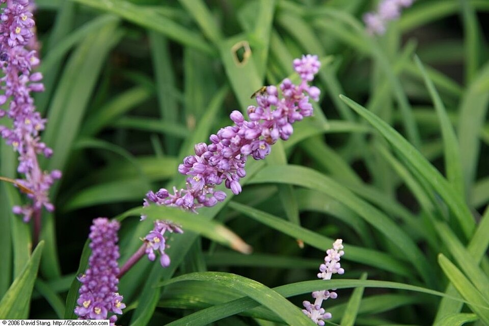 Liriope muscari 'Royal Purple' (Royal Purple Lilyturf) (alternate view 4)