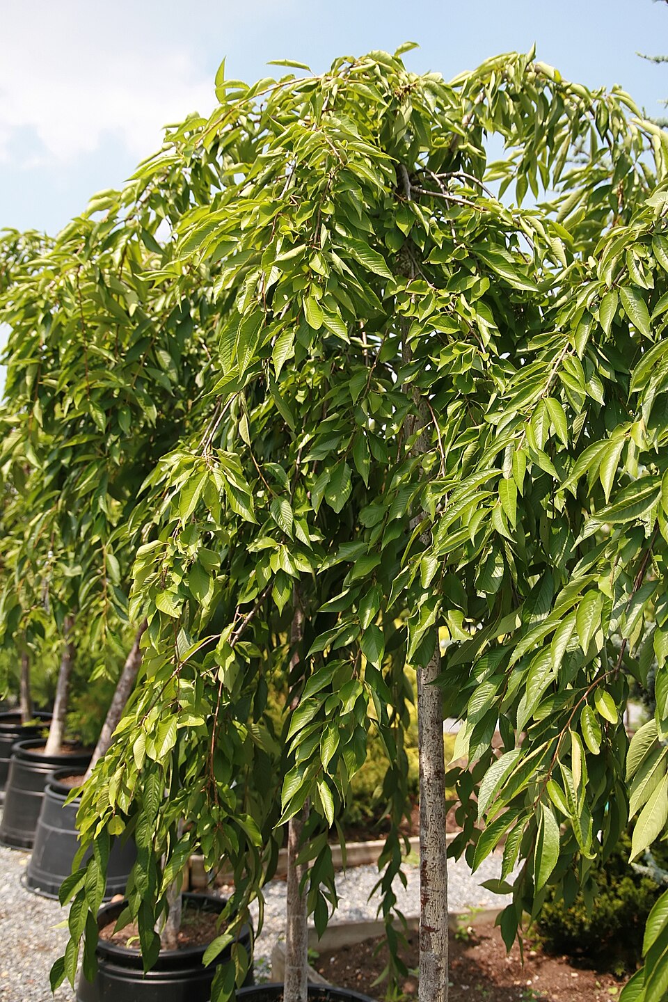Prunus subhirtella 'Pendula Plena Rosea' (Double Pink Weeping Cherry Tree)