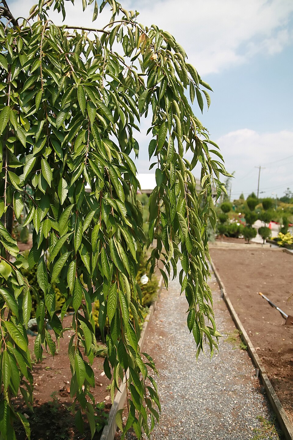 Prunus subhirtella 'Pendula Plena Rosea' (Double Pink Weeping Cherry Tree) (alternate view 2)