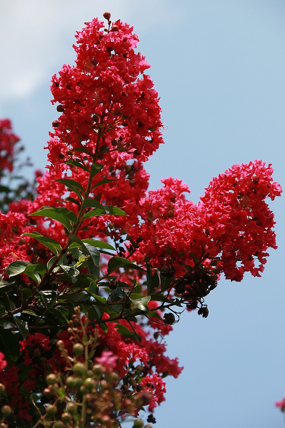Lagerstroemia indica 'Tonto' (Tonto Crape Myrtle Tree) (alternate view 5)