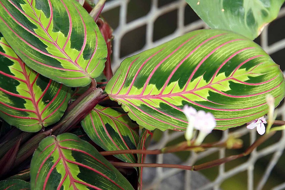 Maranta leuconeura var. erythroneura (Red Prayer Plant) (alternate view 3)